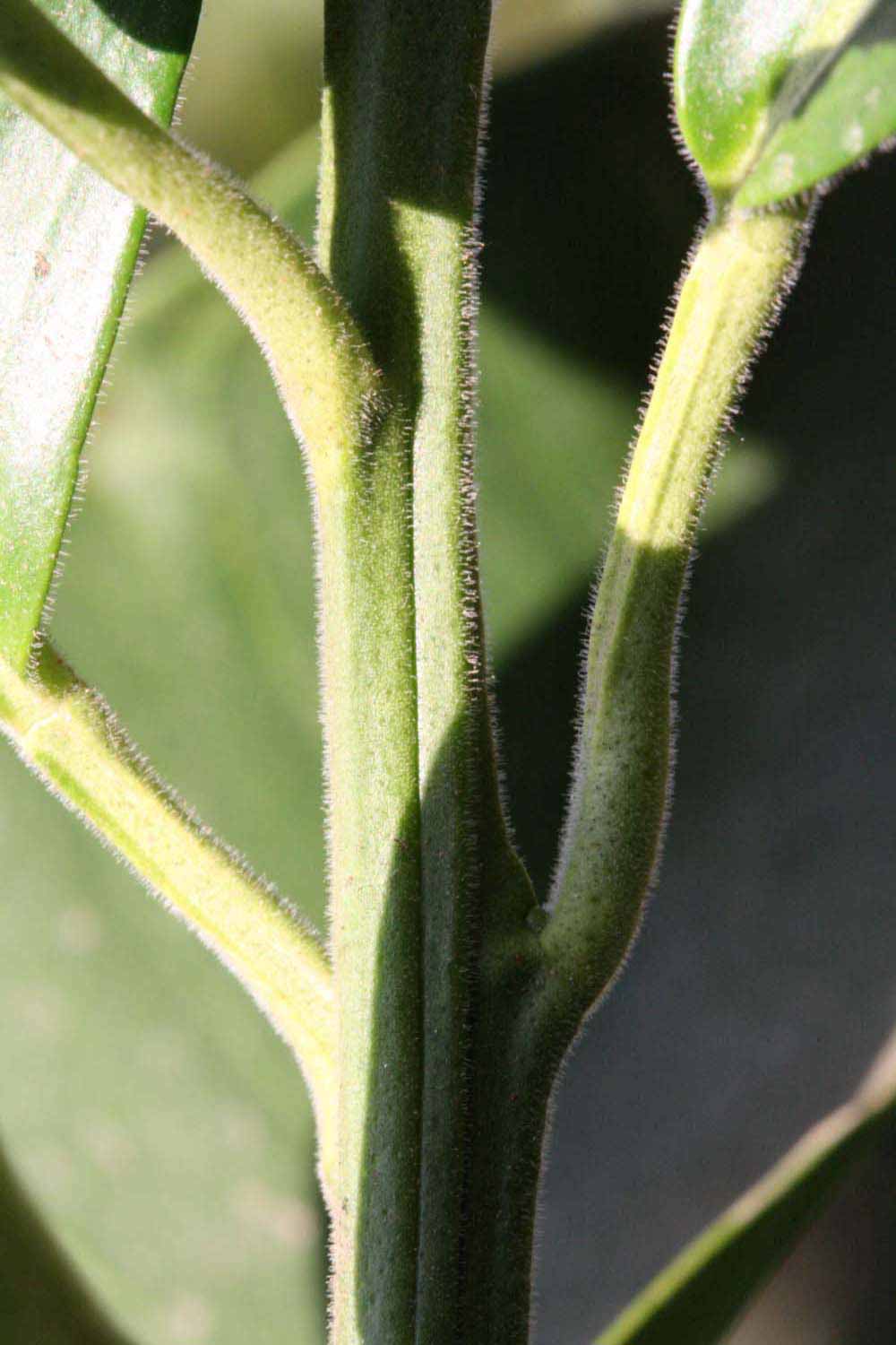            First year twig (Riverside, CA)   